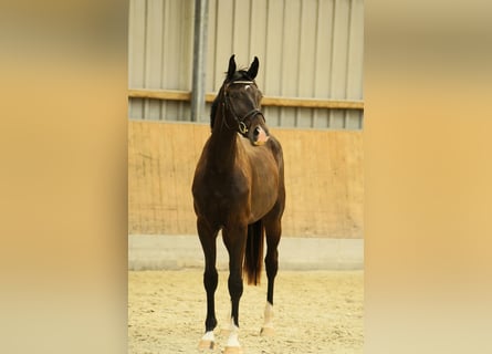 Niemiecki koń sportowy, Ogier, 2 lat, 160 cm, Ciemnogniada