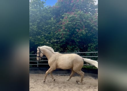 Niemiecki koń sportowy, Ogier, 2 lat, 167 cm, Izabelowata
