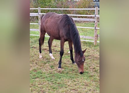 Niemiecki koń sportowy, Ogier, 2 lat, 169 cm, Gniada