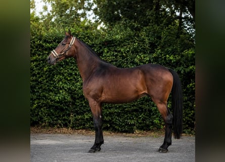 Niemiecki koń sportowy, Ogier, 2 lat, 170 cm, Gniada