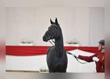 Niemiecki koń sportowy, Ogier, 2 lat, 170 cm, Kara