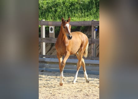 Niemiecki koń sportowy, Ogier, 2 lat, 173 cm, Gniada