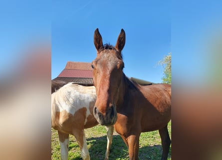 Niemiecki koń sportowy, Ogier, 2 lat
