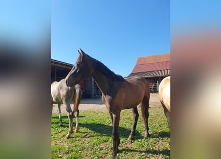 Niemiecki koń sportowy, Ogier, 2 lat
