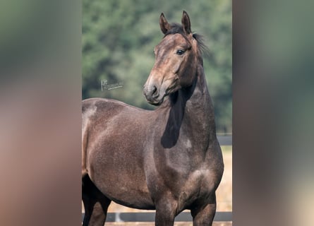 Niemiecki koń sportowy, Ogier, 3 lat, 165 cm, Karosiwa