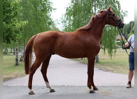 Niemiecki koń sportowy, Ogier, 3 lat, 165 cm, Kasztanowata