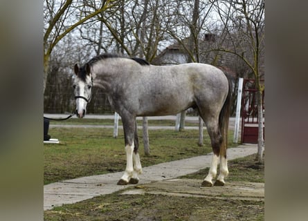 Niemiecki koń sportowy, Ogier, 3 lat, 167 cm, Bułana