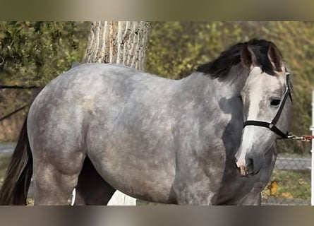 Niemiecki koń sportowy, Ogier, 3 lat, 167 cm, Bułana