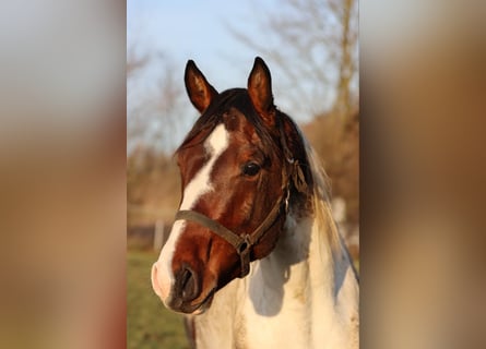 Niemiecki koń sportowy, Ogier, 3 lat, 167 cm, Srokata