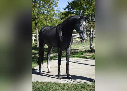 Niemiecki koń sportowy, Ogier, 3 lat, 169 cm, Siwa