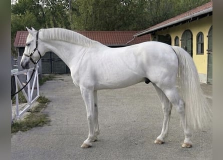 Niemiecki koń sportowy, Ogier, 3 lat, 171 cm, Biała