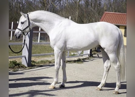 Niemiecki koń sportowy, Ogier, 3 lat, 171 cm, Biała