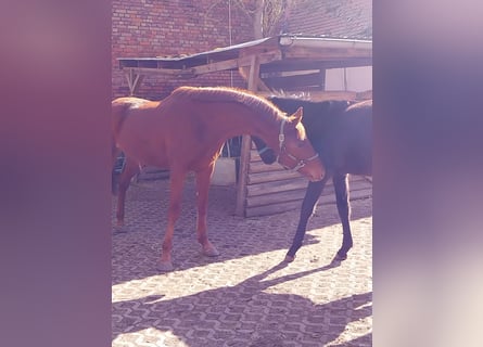 Niemiecki koń sportowy, Ogier, 3 lat, 172 cm, Kasztanowata