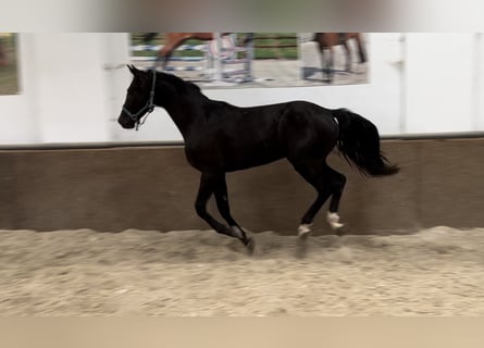 Niemiecki koń sportowy, Ogier, 3 lat, 173 cm, Kara