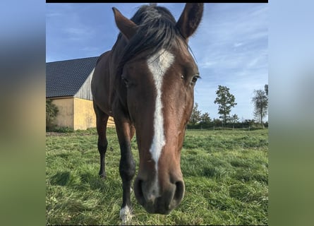 Niemiecki koń sportowy, Ogier, 4 lat, 163 cm, Gniada