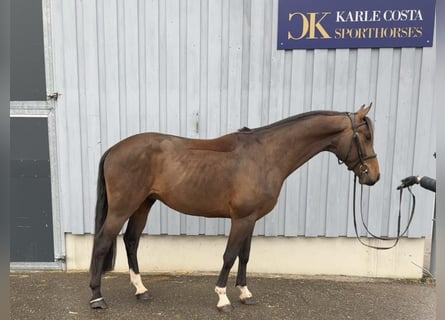 Niemiecki koń sportowy, Ogier, 4 lat, 166 cm, Gniada