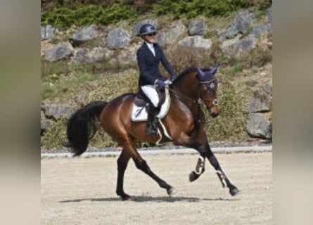 Niemiecki koń sportowy, Ogier, 4 lat, 168 cm, Ciemnogniada