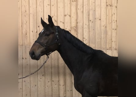 Niemiecki koń sportowy, Ogier, 4 lat, 168 cm, Gniada
