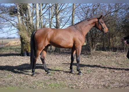 Niemiecki koń sportowy, Ogier, 4 lat, 173 cm, Gniada