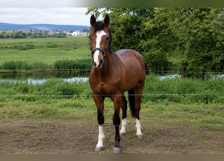 Niemiecki koń sportowy, Ogier, 4 lat, 178 cm, Gniada