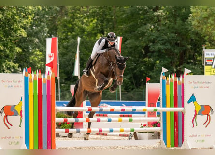 Niemiecki koń sportowy, Ogier, 6 lat, 169 cm, Ciemnogniada