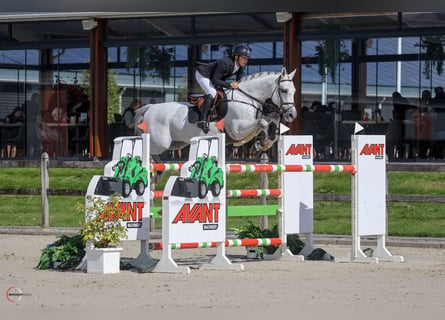 Niemiecki koń sportowy, Ogier, 8 lat, 167 cm, Siwa