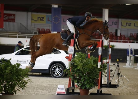 Niemiecki koń sportowy, Ogier, 9 lat, 170 cm, Kasztanowata