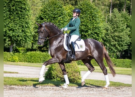 Niemiecki koń sportowy, Ogier, 6 lat, 168 cm, Ciemnokasztanowata