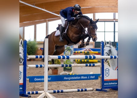 Niemiecki koń sportowy, Ogier, 9 lat, 168 cm, Gniada