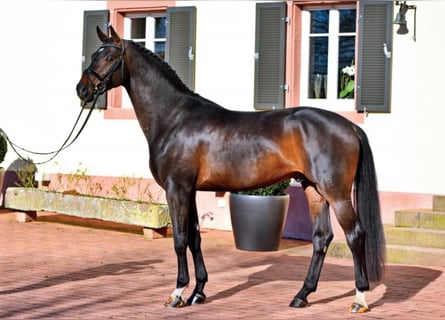 Niemiecki koń sportowy, Ogier, 8 lat, 168 cm, Gniada