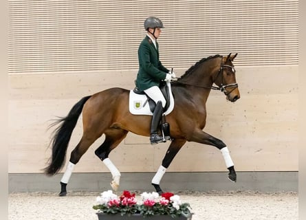 Niemiecki koń sportowy, Ogier, 4 lat, 173 cm, Gniada