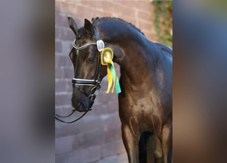 Niemiecki koń sportowy, Ogier, 8 lat, 170 cm, Kara