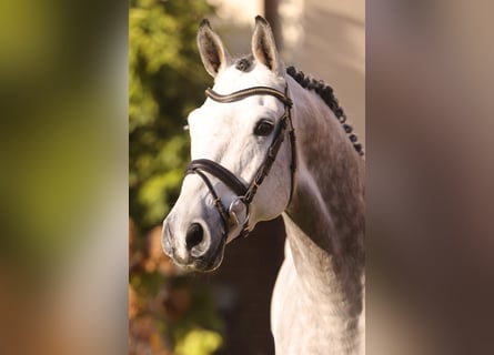 Niemiecki koń sportowy, Ogier, 9 lat, 173 cm, Siwa