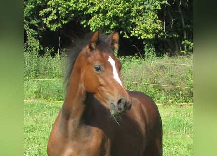 Niemiecki koń sportowy, Ogier, Źrebak (03/2025), 170 cm, Gniada
