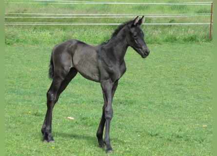 Niemiecki koń sportowy, Ogier, Źrebak (01/2026), 170 cm, Kara