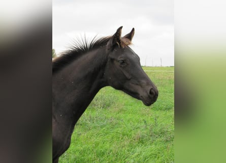 Niemiecki koń sportowy, Ogier, Źrebak (04/2025), 170 cm, Kara