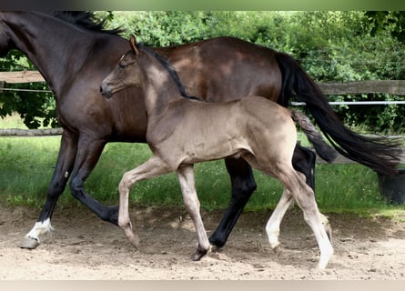 Niemiecki koń sportowy, Ogier, Źrebak (05/2024), 170 cm, Kara