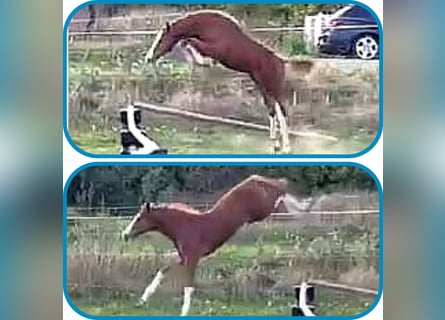 Niemiecki koń sportowy, Ogier, Źrebak (05/2025), 170 cm, Kasztanowata