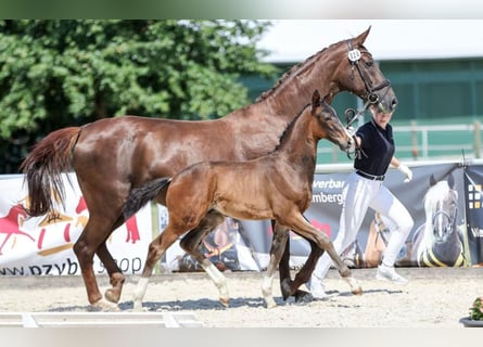 Niemiecki koń sportowy, Ogier, Źrebak (04/2026), 171 cm, Ciemnogniada