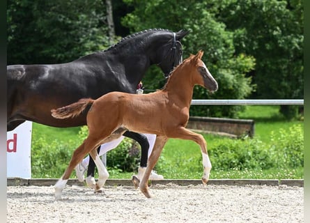 Niemiecki koń sportowy, Ogier, Źrebak (04/2024), 175 cm, Ciemnokasztanowata