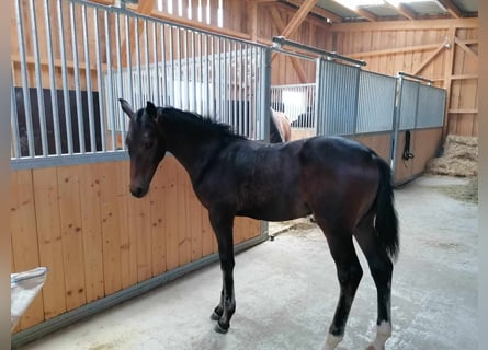 Niemiecki koń sportowy, Ogier, Źrebak (05/2023), Ciemnogniada