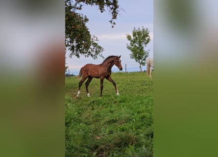 Niemiecki koń sportowy, Ogier, Źrebak (04/2025), Gniada