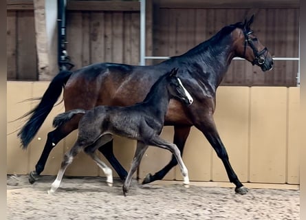 Niemiecki koń sportowy, Ogier, Źrebak (04/2024), Kara