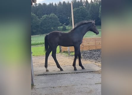 Niemiecki koń sportowy, Ogier, , Karosiwa