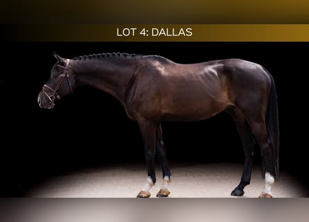 Niemiecki koń sportowy, Wałach, 10 lat, 167 cm, Gniada
