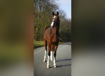 Niemiecki koń sportowy, Wałach, 10 lat, 172 cm, Gniada