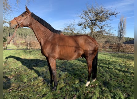 Niemiecki koń sportowy, Wałach, 10 lat, 178 cm, Gniada