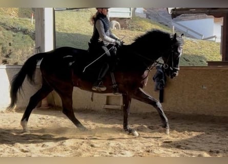Niemiecki koń sportowy, Wałach, 10 lat, 180 cm, Kara
