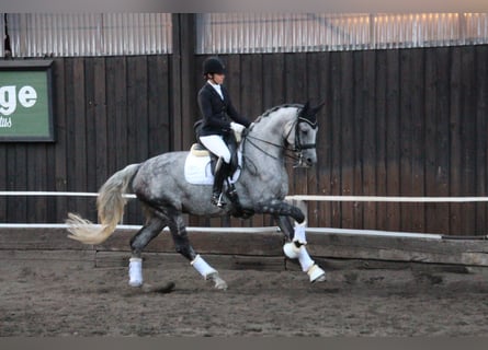 Niemiecki koń sportowy, Wałach, 11 lat, 168 cm, Siwa w hreczce