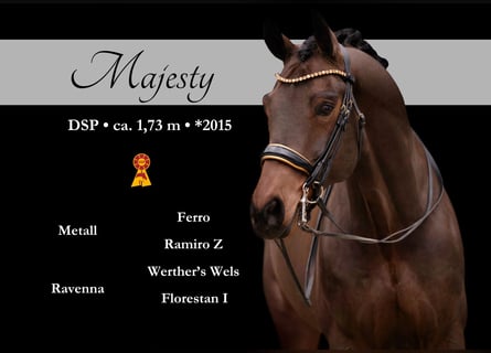 Niemiecki koń sportowy, Wałach, 11 lat, 173 cm, Ciemnogniada